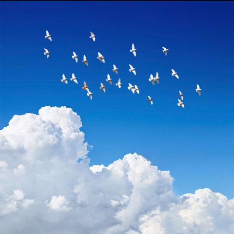 فریبرز سلیمی خون ارغوانها